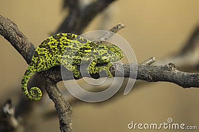 Chameleon climbing branch in tree Stock Photo