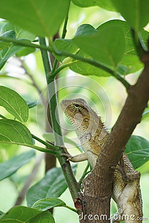 A chameleon climbing a tree Stock Photo