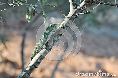 Chameleon climbing tree Stock Photo