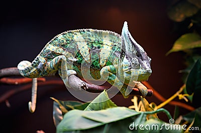 Chameleon close-up Stock Photo