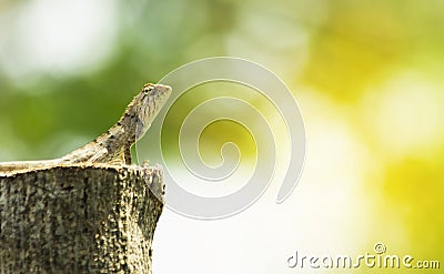 The chameleon close-up, animal in wild Stock Photo