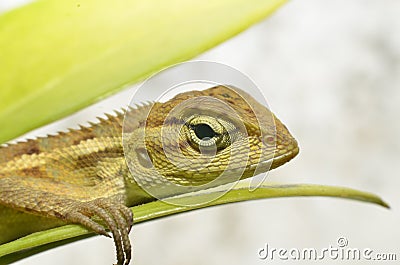 The chameleon is coarse and textured like a dark Stock Photo