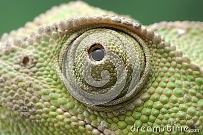 Chameleon eye close up Stock Photo