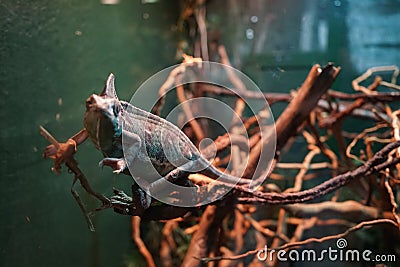 The chameleon family Chamaeleonidae is a special lizard that has the ability to change color. Qawra, Malta Stock Photo