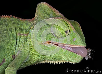 Chameleon with fly on tongue Stock Photo