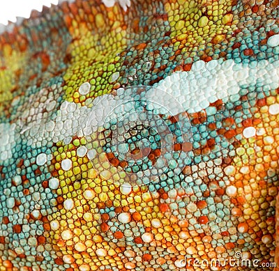 Chameleon Furcifer Pardalis Stock Photo