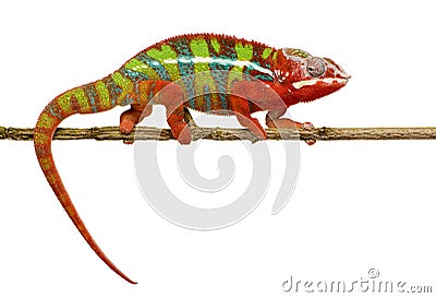 Chameleon Furcifer Pardalis - Ambilobe (18 months) Stock Photo