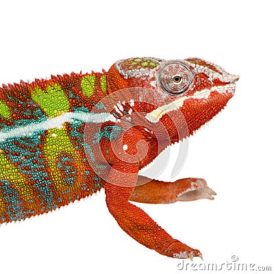 Chameleon Furcifer Pardalis - Ambilobe (18 months) Stock Photo
