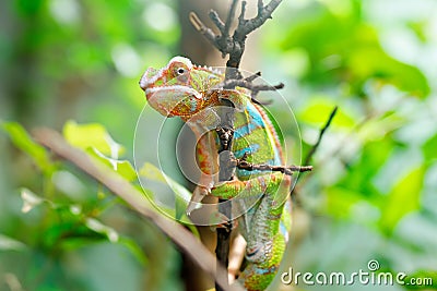 Chameleon Furcifer pardalis Ambilobe, panther chameleon jon a tree Stock Photo