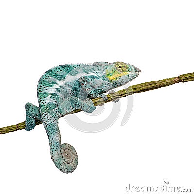 Chameleon Furcifer Pardalis - Nosy Faly Stock Photo