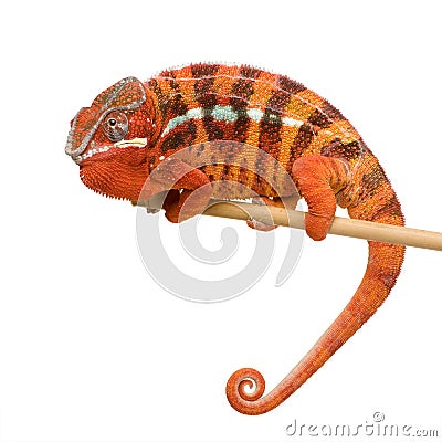 Chameleon Furcifer Pardalis - Sambava (2 years) Stock Photo