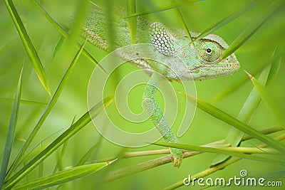 Chameleon in a Green Bamboo Thicket Stock Photo