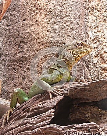 Chameleon green Stock Photo