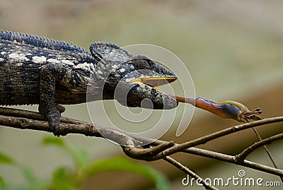 Chameleon at hunt insect. Long tongue chameleon. Madagascar. Close-up. Cartoon Illustration