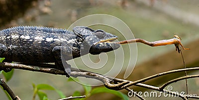 Chameleon at hunt insect. Long tongue chameleon. Madagascar. Close-up. Cartoon Illustration