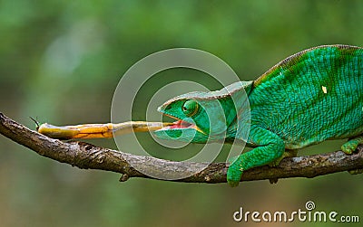 Chameleon at hunt insect. Long tongue chameleon. Madagascar. Close-up. Cartoon Illustration