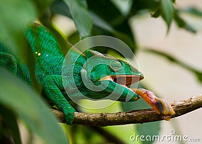 Chameleon at hunt insect. Long tongue chameleon. Madagascar. Close-up. Cartoon Illustration