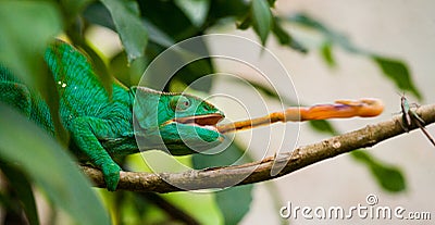 Chameleon at hunt insect. Long tongue chameleon. Madagascar. Close-up. Cartoon Illustration