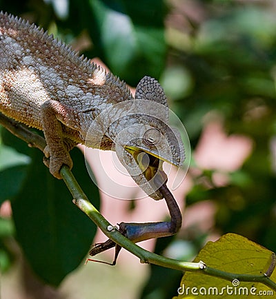 Chameleon at hunt insect. Long tongue chameleon. Madagascar. Close-up. Cartoon Illustration