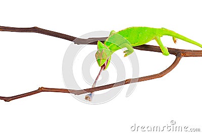 Chameleon hunting a cockroach Stock Photo