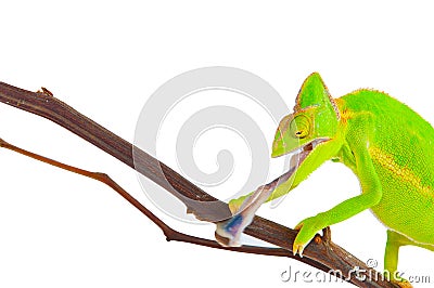 Chameleon hunting a cockroach Stock Photo