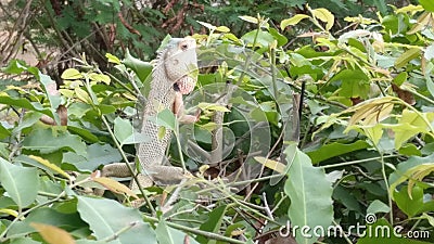 A chameleon hunting Stock Photo