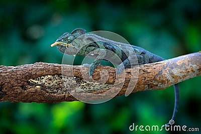 Chameleon hunting insect with long tongue. Exotic beautiful endemic green reptile with long tail from Madagascar. Wildlife scene Stock Photo
