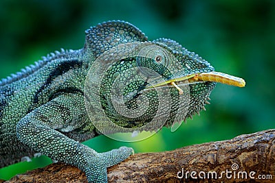 Chameleon hunting insect with long tongue. Exotic beautiful endemic green reptile with long tail from Madagascar. Wildlife scene Stock Photo