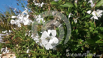 Chameleon hunting for prey Stock Photo