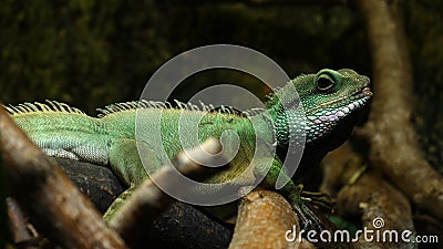 Chameleon Lizard , panther, catching insect, reptile, Chamaeleo using camouflage and walking. Concept of: Zoo, Wildlife, Hunter, Stock Photo
