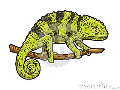 Chameleon lizard sketch vector illustration Vector Illustration