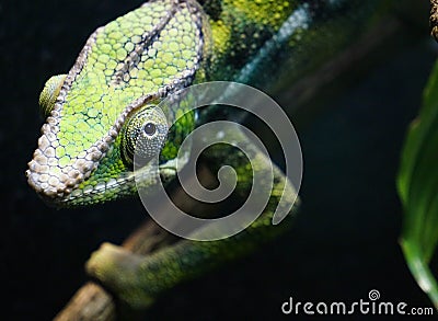 Chameleon Looking At You Stock Photo