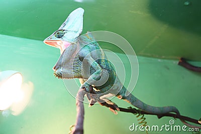Chameleon with open mouth Stock Photo