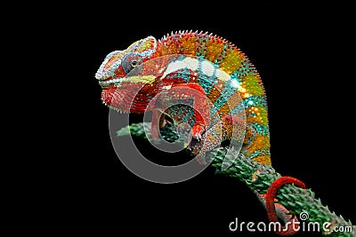 Chameleon panther on branch with black background Stock Photo