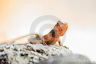 Chameleon with a piece of tiny flower on head Stock Photo