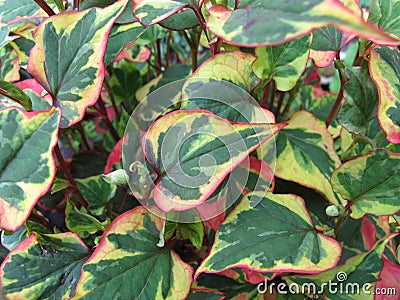 Chameleon plant, Houttuynia cordata Stock Photo