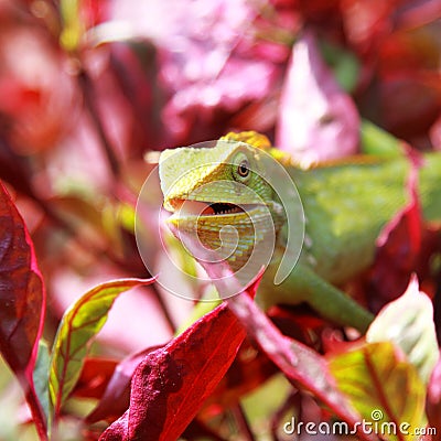 Chameleon in red leaf Stock Photo