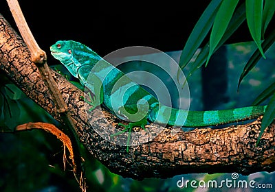 A green chameleon resting on a tree Stock Photo