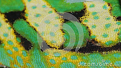 Chameleon skin Stock Photo