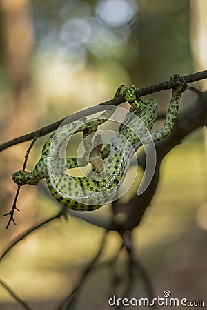 Chameleon in sri lanka Stock Photo