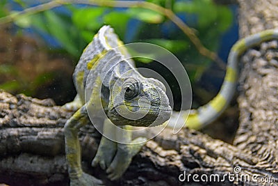 Chameleon stares at you through the glass Stock Photo