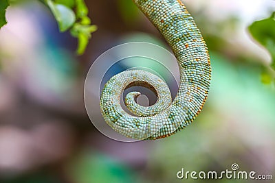 Chameleon Tail Stock Photo