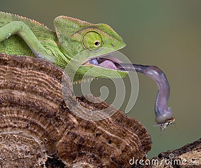 Chameleon tongue Stock Photo