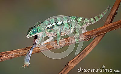 Chameleon tongue on cricket Stock Photo