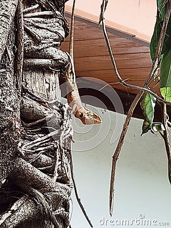 Chameleon on the tree, animal, reptile world in Thailand Stock Photo