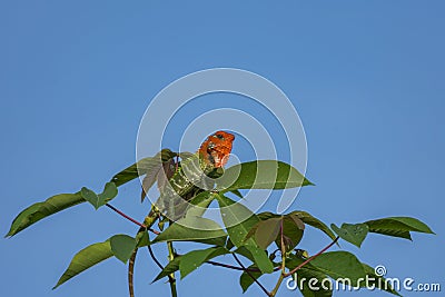 Chameleon on a tree branch Stock Photo