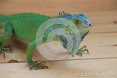 Chameleon - tropical green lizard. Exotic reptile Stock Photo