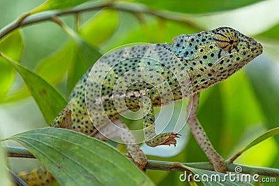 Chameleon Unguja Zanzibar Island Tanzania East Africa Stock Photo