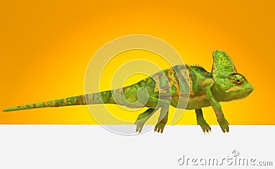 Chameleon walking on white wall Cartoon Illustration