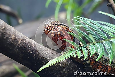 Chameleon was hidden behind fern leaves Stock Photo